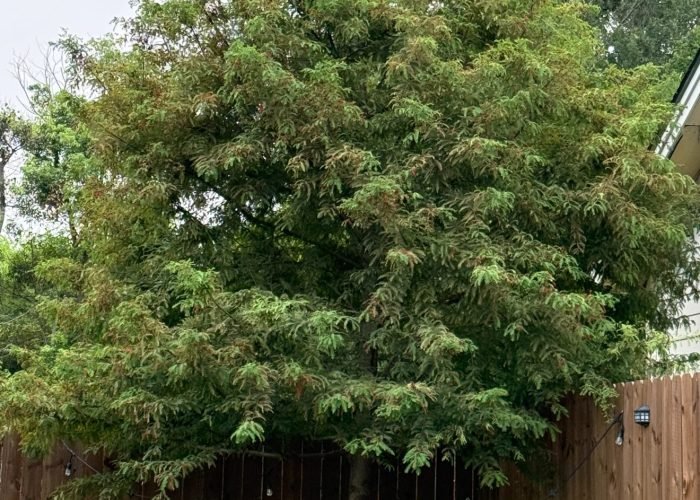 525766120_24009713248720584_746513148223688717_n